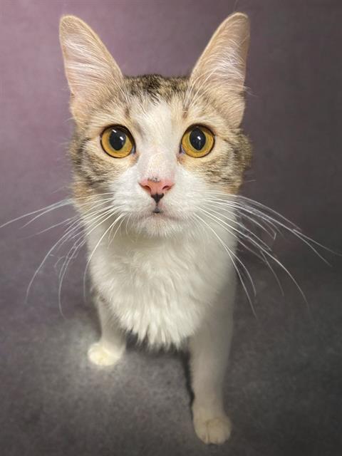 adoptable Cat in Agoura Hills, CA named MIA