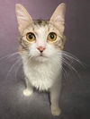 adoptable Cat in Agoura Hills, CA named MIA