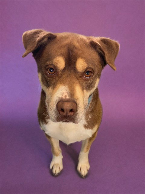 adoptable Dog in Agoura Hills, CA named SHILOH