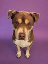 adoptable Dog in Agoura Hills, CA named SHILOH