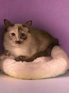 adoptable Cat in Agoura Hills, CA named AUTUMN