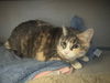 adoptable Cat in Agoura Hills, CA named BOO