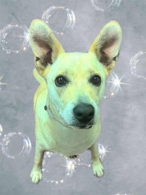 adoptable Dog in Agoura Hills, CA named ARI