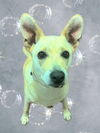 adoptable Dog in Agoura Hills, CA named ARI