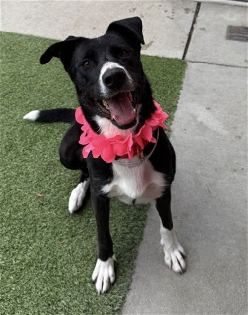 adoptable Dog in Agoura Hills, CA named MIMOSA