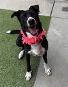 adoptable Dog in Agoura Hills, CA named MIMOSA