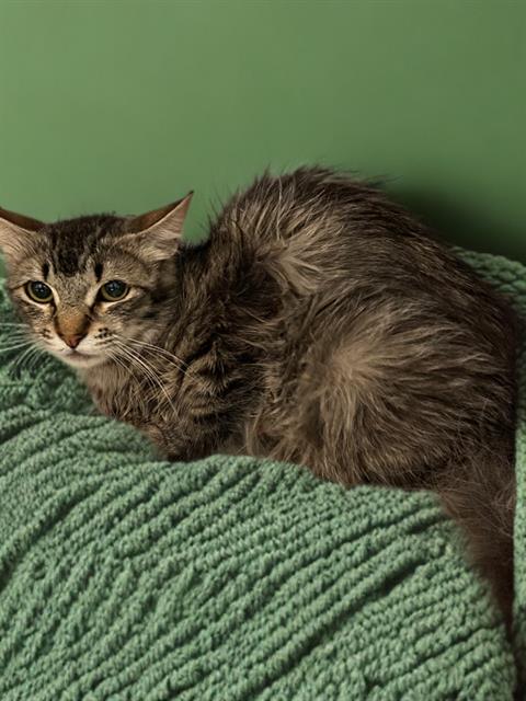 adoptable Cat in Agoura Hills, CA named BRIGID