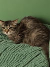 adoptable Cat in Agoura Hills, CA named BRIGID