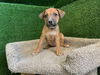 adoptable Dog in agoura hills, CA named HAPPY