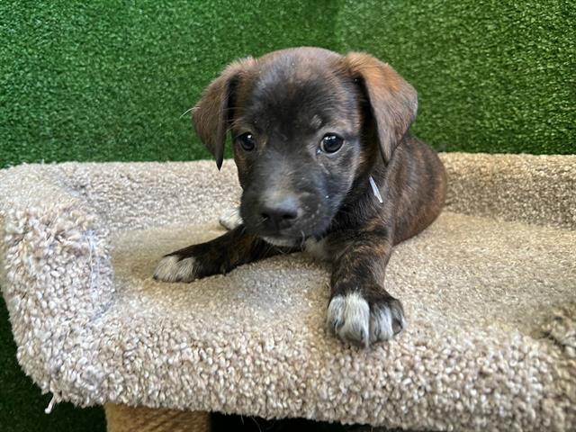 adoptable Dog in Agoura Hills, CA named SNEEZY