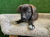 adoptable Dog in Agoura Hills, CA named SNEEZY