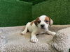 adoptable Dog in Agoura Hills, CA named SNOW WHITE