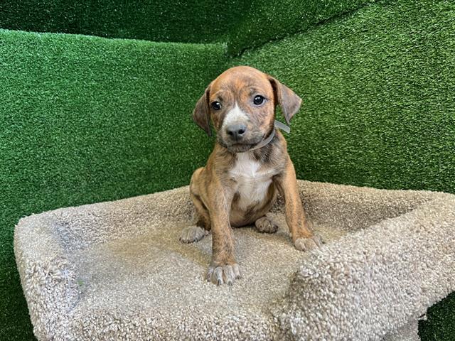 adoptable Dog in Agoura Hills, CA named SLEEPY