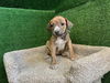 adoptable Dog in Agoura Hills, CA named SLEEPY