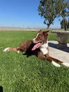 adoptable Dog in  named MAVERICK