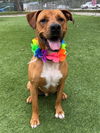 adoptable Dog in ,  named HANK
