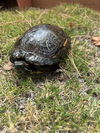 adoptable Turtle in ,  named A5714969