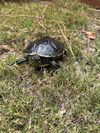adoptable Turtle in ,  named A5714971