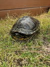 adoptable Turtle in ,  named A5714972
