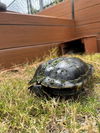 adoptable Turtle in ,  named A5714973