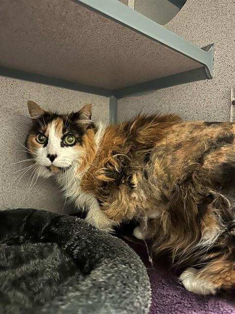 adoptable Cat in Agoura Hills, CA named BABY