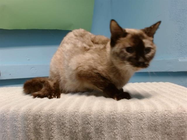 adoptable Cat in Agoura Hills, CA named MISO
