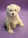 adoptable Dog in  named ELVIS