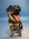 adoptable Dog in  named SADIE