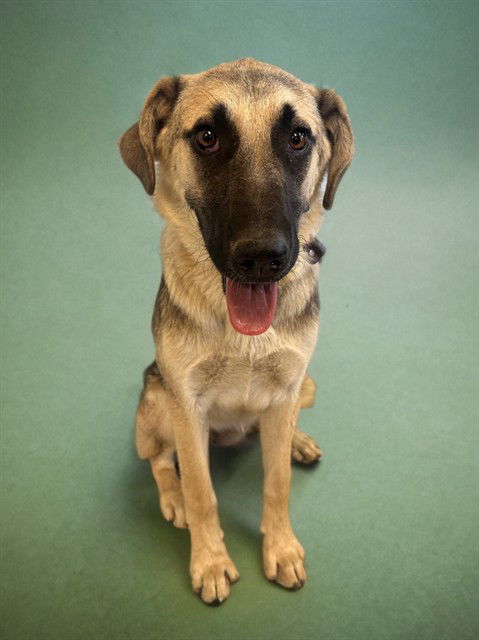 adoptable Dog in Agoura Hills, CA named RAISIN