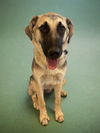 adoptable Dog in  named RAISIN