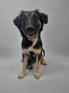 adoptable Dog in  named POPPY