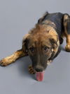adoptable Dog in  named CLYDE