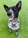 adoptable Dog in  named DAISY