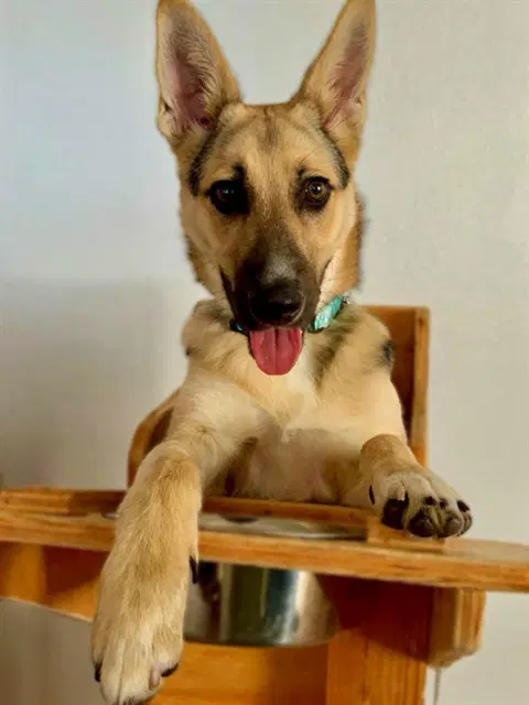 Robby - German Shepherd Dog