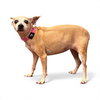 ANNIE - Photo 1