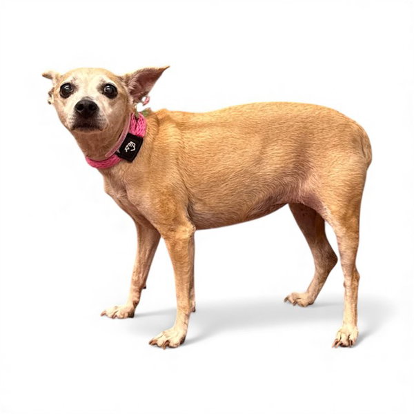 ANNIE