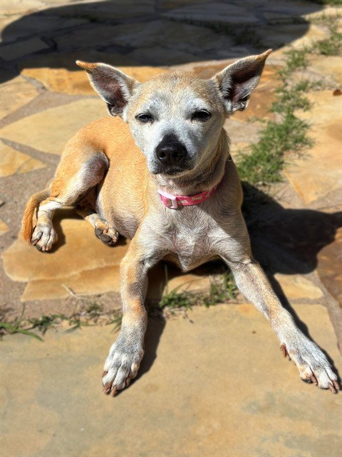 ANNIE - Whippet for adoption in Simi Valley