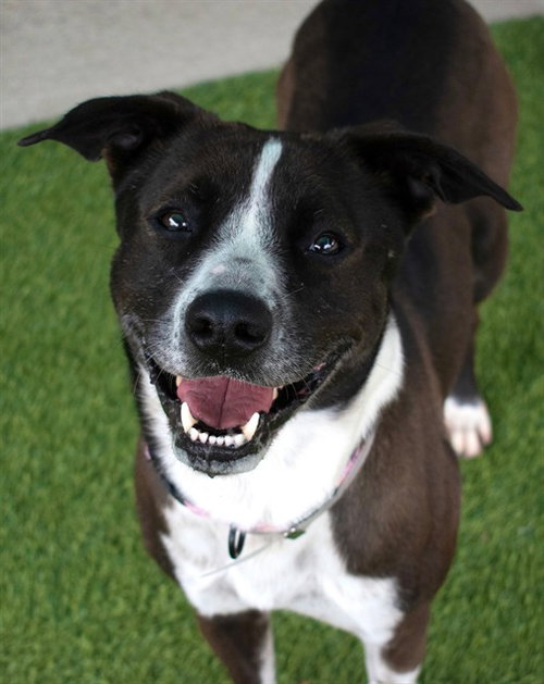 picture of the dog needing adoption