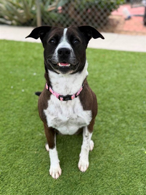 FLOWER - Border Collie for adoption in Simi Valley