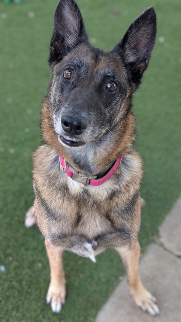 picture of the dog needing adoption