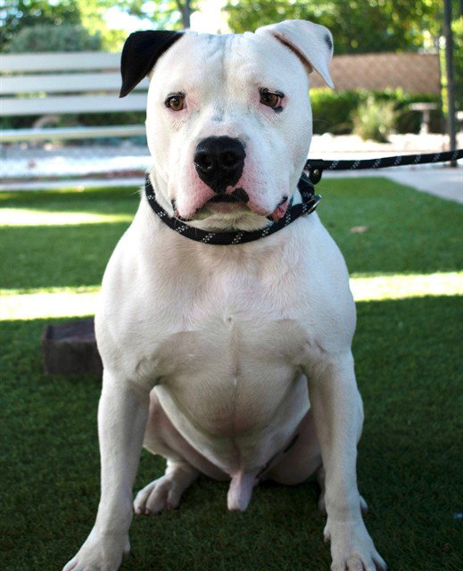 SIR CHARLES