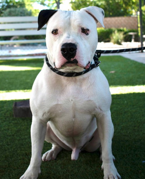 picture of the dog needing adoption
