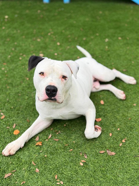 SIR CHARLES, an adoptable American Bulldog in Agoura, CA