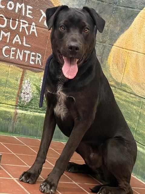 DUKE