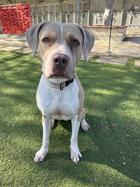DIAMOND - Staffordshire Bull Terrier available for adoption