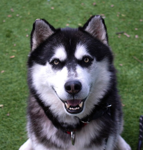 picture of the dog needing adoption