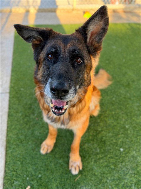 DAISY, an adoptable German Shepherd Dog in Agoura, CA
