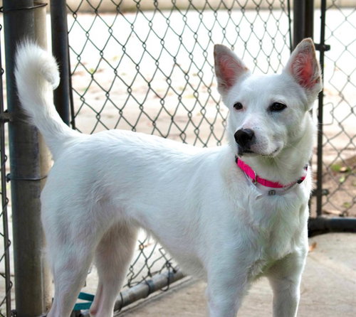picture of the dog needing adoption