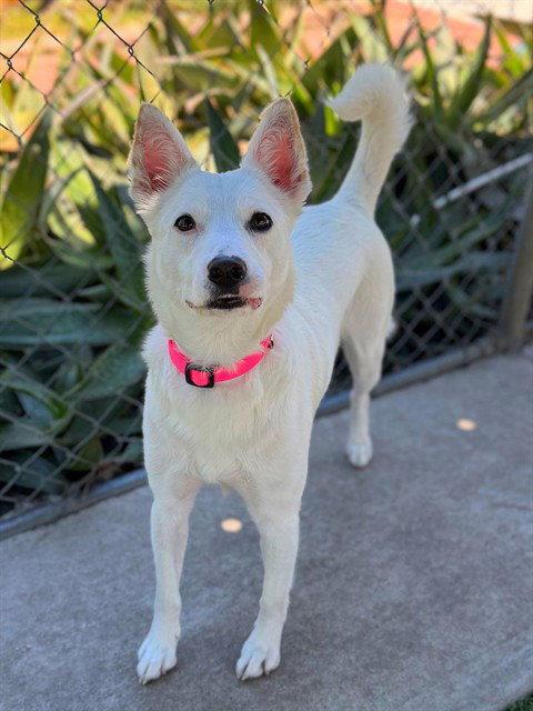 COCO, an adoptable American Eskimo Dog in Agoura, CA