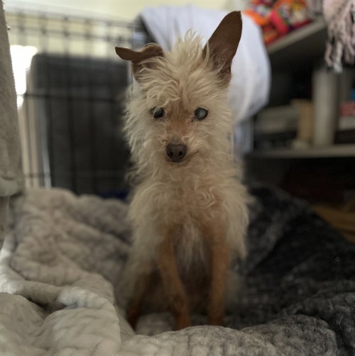 picture of the dog needing adoption